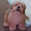 Lhasa apso puppies for sale  akc