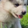 Alaskan Shepherd Puppies