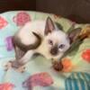 Siamese Kittens, TCA registered