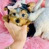 Yorkshire Terriers, Chihuahuas, Poodles, Pomeranians, Malteses  & Teacup Puppies