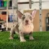 Merel Exotic American bully puppy