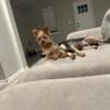 Yorkie Puppy Male 9 months