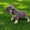 Fluffy French bulldog