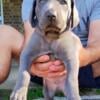 Blue Weimaraner puppies!