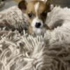 Chihuahua puppy needs a new home- 200