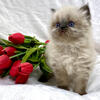 201-398-6766 http://www.khloeskittens.com