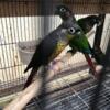 Green-Cheeked Conures