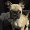 Frenchi/pug mix