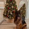 Long hair german shepherd
