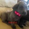 Akc charcoal Labrador Retrievers