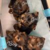 Yorkie puppies