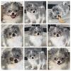 Cute Pomeranian puppy available in Philadelphia