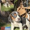 Beagle puppies !