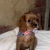 King charles Black tan/ ruby puppies