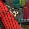 Sugar Glider Trio with Cage and Supplies
