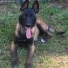 A.K.C Belgian Malinois For Re-homing Fee