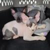 2 Male sphynx kittens available