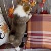 Male Pembroke Welsh Corgi Puppy – 8 Weeks Old (Born 9/15/2025)