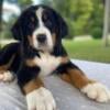 Boone Bernese Mountain Dog