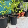 Tropical Fruit trees and plants: mandarin orange, Meyer lemon, prickly pear cactus, fig
