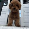 AKC Registered Female Poodle ready for her forever home