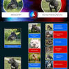 ABKC American Bully puppies 
