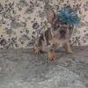 AKC Pink Collar Frenchie Female