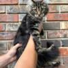 Classic tabby Maine coon BigBoned