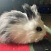 Gorgeous English Angora Bunnies