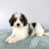 Miniature Bernedoodle Puppies- Ready Now