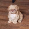 Beautiful rare shih tzu puppies SOLD