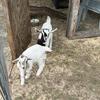 8 week old bottle feed male goats
