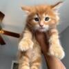 Male Polydactyl Maine Coon Kittens