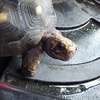 Redfoot Tortoise