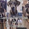AKC Champion bloodline Blue Tan point Male Great dane