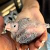 Hand Fed Baby Cockatiels, Pearl Pied White Face