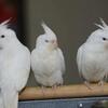 Cockatiel babies