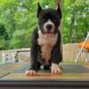 Female American Bully puppy