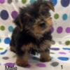 CKC Boy Yorkies Ready Now!