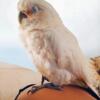 Goffins Cockatoo (male, 2 years old)