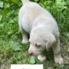 AKC  Labrador Puppies REDUCED