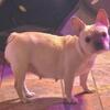 AKC FRENCH BULLDOG (Female)