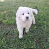 Ready to go to  her forever home! Great Pyrenees/ Maremma