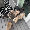 French bulldogs