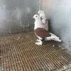 Pigeons