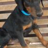 Doberman AKC registered