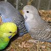 English Budgies.