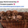 CAVAPOO PUPPIES & HAVAPOO PUPPIES