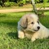 Great Pyrenees Puppies Ready for Forever Home