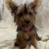 CKC Yorkie Male